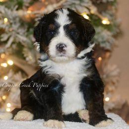 Groopert - Tri-color male Bernedoodle puppy in Lowry City, Missouri from Cooper Creek Puppies