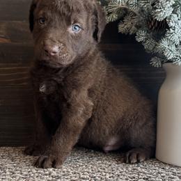 Wilder - Brown male Chesapeake Bay Retriever puppy in Ulen, Minnesota from North Wind Gundogs