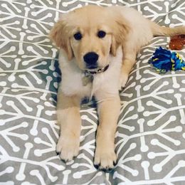 Golden Retriever Puppies from Family Loved Golden Retrievers