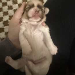 Shih Tzu Puppies from Wood Foo Breeders