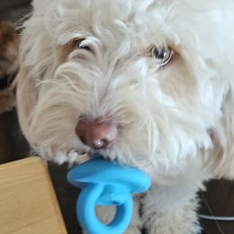 Assorted Doodle Crosses, Cavapoos, and Goldendoodles from Debbie's Puppies