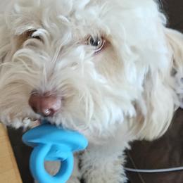 Assorted Doodle Crosses, Cavapoos, and Goldendoodles from Debbie's Puppies