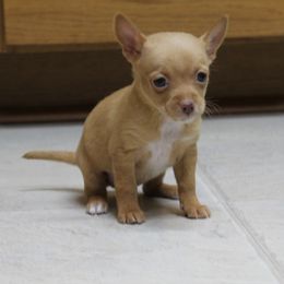 Butter Scotch - Gold Female - Gold female Chihuahua puppy in Willamina, Oregon from Cherished Chihuahuas