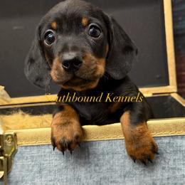 Shadow - Black and tan male Dachshund puppy in Leoma, Tennessee from Southbound Kennel