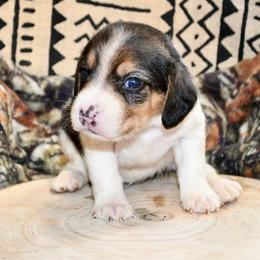 Eowyn - Black and tan female Beagle puppy in Viper, Kentucky from Mountain Top