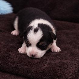 18 Dark Brown collar - Black and tan male Pembroke Welsh Corgi puppy in Port Republic, Maryland from Bestfurends