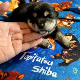 Shiba Inu Puppies from Tobitatsu Shiba Inu