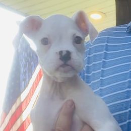 White Male 1 - White Boxer puppy in Mississippi from Gravestown Boxers