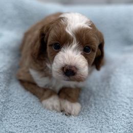 Blaze - Red  male Goldendoodle puppy in Kansas City, Kansas from Bella & Ivy’s Mini Goldendoodles of KC