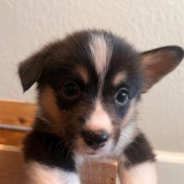 Juniper - White and black female Pembroke Welsh Corgi puppy in Arkansas from CanaanCorgis