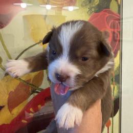 Marcellina - Red tri female Miniature Australian Shepherd puppy in Taylor, Arizona from Holy Ghost Ranch, Inc