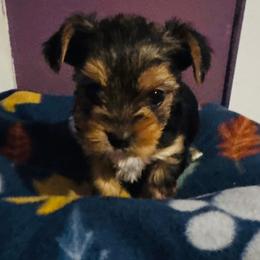 Traditional - Black and tan male Yorkshire Terrier puppy in Ohio from Britt n Cindys Yorkshire Terriers