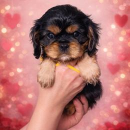 Yellow Girl - Black and tan female Cavalier King Charles Spaniel puppy in Great Bend, Kansas from Bridgeford Cavaliers