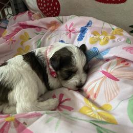 Only girl - Parti female Miniature Schnauzer puppy in Anthony, Florida from Amanda Tragash