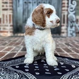 Black - Parti male Goldendoodle puppy in Celina, Texas from Kennedy Doodles