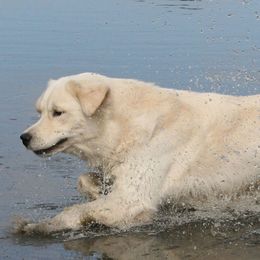 Golden Retriever All Grown Up from Camp Rezy