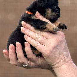 Bulldog and French Bulldog Puppies from MamaNette’s Beautibulls