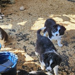 Border Collie Puppies from Royal Kennels Border Collies