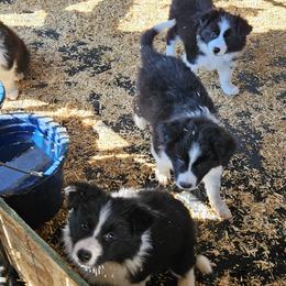 Border Collie Puppies from Royal Kennels Border Collies