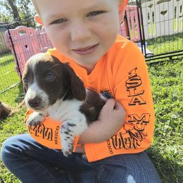 Boy 1 - Chocolate and tan male Dachshund puppy in Elk River, Minnesota from Darling Doxies