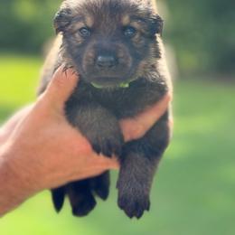 Lime green - Sable male German Shepherd puppy in Phenix City, Alabama from Black Rose Shepherds