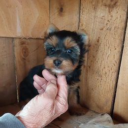 Boy 2 - Black and gold male Yorkshire Terrier puppy in Jamestown, Tennessee from Green Ridge