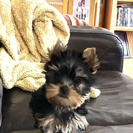 Yorkshire Terrier Puppies from Endeavor Yorkshire Terriers