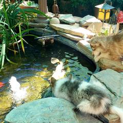 Native American Indian Dog Puppies from Night Eyes NAIDs