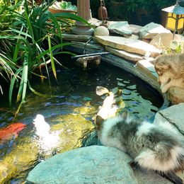 Native American Indian Dog Puppies from Night Eyes NAIDs