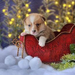 Boy 4 - Pembroke Welsh Corgi puppy in Gig Harbor, Washington from Pacific Northwest Pembroke Welsh Corgis