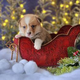 Boy 4 - Pembroke Welsh Corgi puppy in Gig Harbor, Washington from Pacific Northwest Pembroke Welsh Corgis
