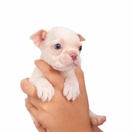 Olaf - Lilac male Boston Terrier puppy in Mascotte, Florida from The DogMother House of Bostons