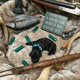 Labrador Retriever Puppies from Corey Shaylor's Labrador Retrievers