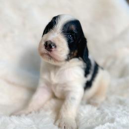 Ferdinand - Brown and white male Bernedoodle puppy in Osage City, Kansas from Golden Ridge Goldens