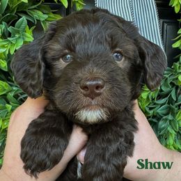 Shaw - Chocolate male Australian Labradoodle puppy in Silver Spring, Maryland from Potomac Australian Labradoodles