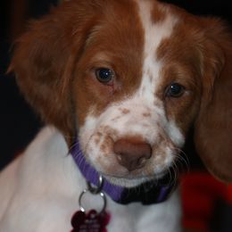 Brittany Puppies from Rabeau’s Genuine Brittany‘s