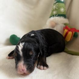 Romeo - Tri-color male Bernedoodle puppy in Carlotta, California from Lost Coast Bernese Mountain Dogs