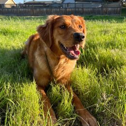 Kimber - Golden Retriever