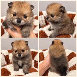 CHAI  KOREAN - Orange sable male Pomeranian puppy in Orlando, Florida from Denise’s Puppies