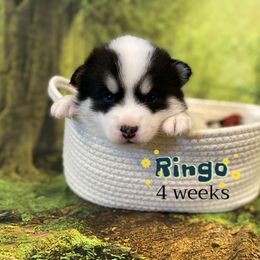 Ringo - White male Pomsky puppy in Winston, Oregon from Arctic Tails Spitz