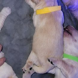 Golden Retriever Puppies from Sycamore Goldens