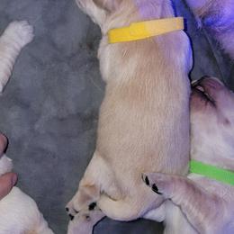 Golden Retriever Puppies from Sycamore Goldens
