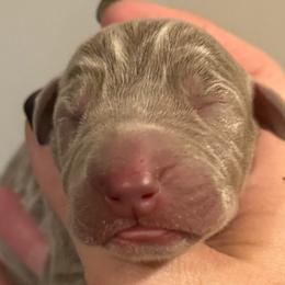 Celeste - Silver female Great Dane puppy in Hutchinson, Kansas from Dappled Danes