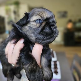 Bobby - Red male Shih Tzu puppy in Fairfield County, Ohio from Wandering Tzu