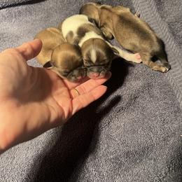 Baby boy 2 - Gold male Shih Tzu puppy in Cordova, Maryland from Harlequins Shih Tzu