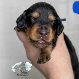 Blue Collar - Black and tan male Dachshund puppy in Cheyenne, Wyoming from Golden Badger Kennels