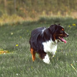 Australian Shepherd, Miniature American Shepherd, Miniature Australian Shepherd, and Toy Australian Shepherd All Grown Up from Double Moon