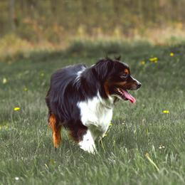 Australian Shepherd, Miniature American Shepherd, Miniature Australian Shepherd, and Toy Australian Shepherd All Grown Up from Double Moon