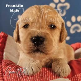 Franklin - Cream male Goldendoodle puppy in Peyton, Colorado from Grace N Faith Doodles