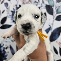 Lava Lamp - White and black female Dalmatian puppy in Gray, Georgia from Fuller Spots